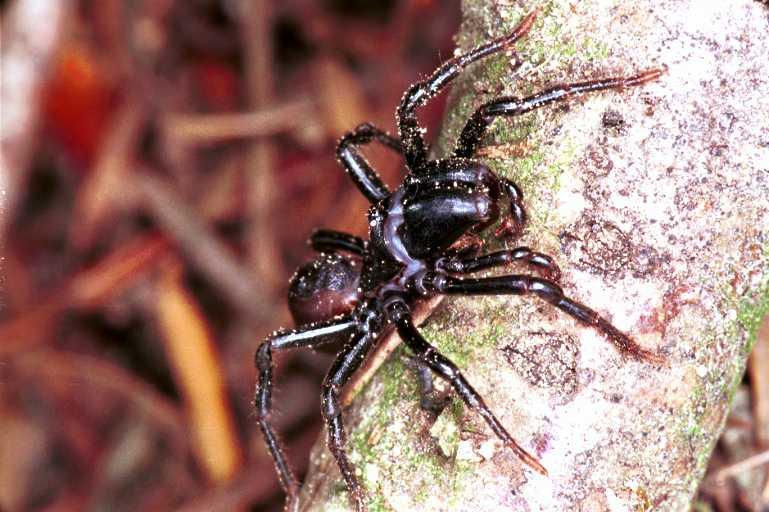 Atypus_piceus_RF0640_Z_81_Les Gris_Frankrijk.jpg